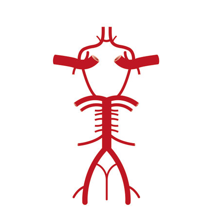 Scientific Designing of Willis Circle Structure. The Circulatory Anastomosis That Supplies Blood to The Brain. Colorful Symbols. Vector Illustration.のイラスト素材