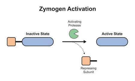 Scientific Designing of Zymogen Activation. Colorful Symbols. Vector Illustration.のイラスト素材
