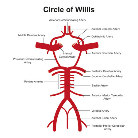 Scientific Designing of Willis Circle Structure. The Circulatory Anastomosis That Supplies Blood to The Brain. Colorful Symbols. Vector Illustration.のイラスト素材