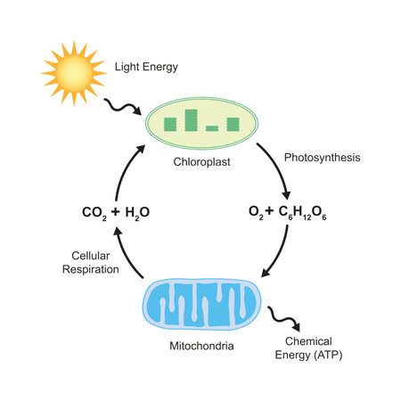 Scientific Designing of Photosynthesis and Cellular Respiration. Vector Illustration.のイラスト素材