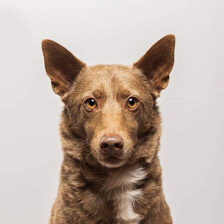Portrait of a isolated brown dog.の写真素材