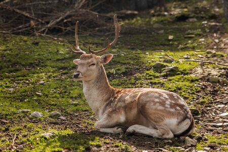Deer lying in a parkの写真素材