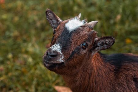 Close up of a brown goat in the fieldの写真素材