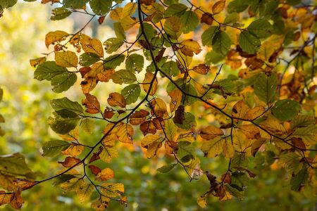 Colorful tree leaves in autumnの写真素材