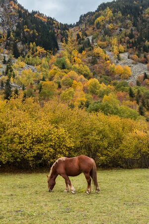 Horse grazing in the meadowの写真素材
