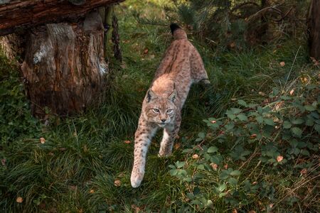 Stock photo of a lynx in the forestの写真素材