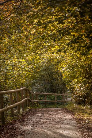 Stock photo of a way between trees in the autumn leavesの写真素材
