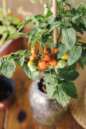 Stock photo of a home grown cherry tomato plant with small ripe tomatoes. Home organic farming and eco fresh vegetables conceptの写真素材
