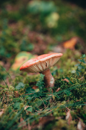 A close-up of a red-capped mushroom Russula Emetica surrounded by lush green moss and plants,...