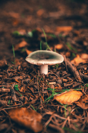 A close-up shot of a single mushroom Russula Cyanoxantha growing on a forest floor surrounded by...