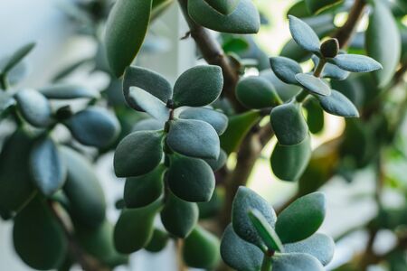 Close-up of green leavesの写真素材