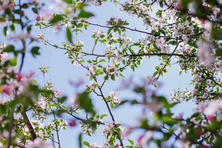 Apple blossom tree. Pink flowers. A bee pollinates a flower on a branch. Spring flowers bloomed in the sun.Flowers against a blue sky.の写真素材