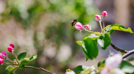 Apple blossom tree. Pink flowers. A bee pollinates a flower on a branch. Spring flowers bloomed in...