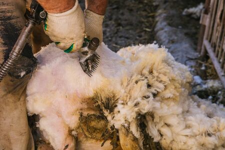 Men's hands cut the wool of a sheep.Seasonal sheep shearing.Sheep shearing machine.