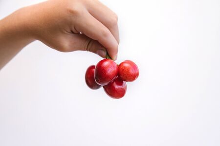 A hand holds several cherries on a white background. Red ripe cherries.Space for text.の写真素材