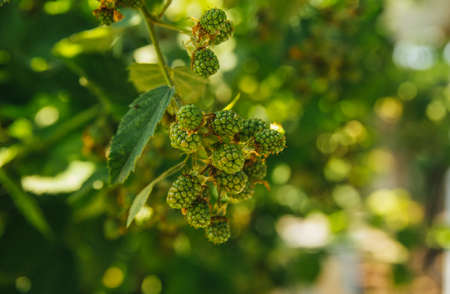A bunch of green brambles.Sunlight through green leaves. Berries.の写真素材
