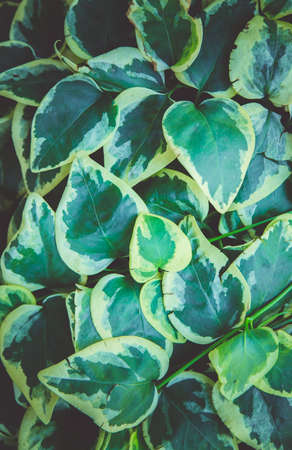 Background of green leaves. Leaves with a white pattern. Texture. Gardening.の写真素材