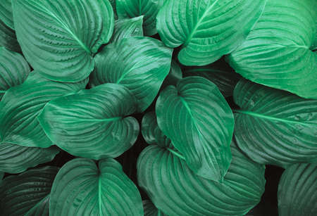 Background of green leaves. The leaves of a Lily flower. Texture. Gardening.