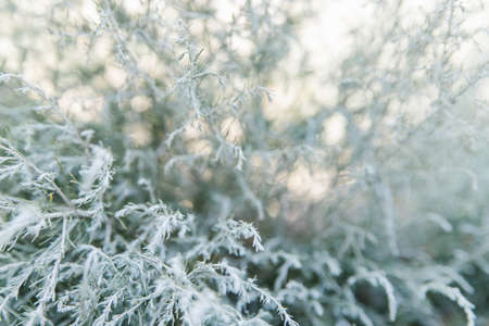 Abstract background from twigs of wormwood. Gray twigs with leaves. Sunlight through the branches.の写真素材