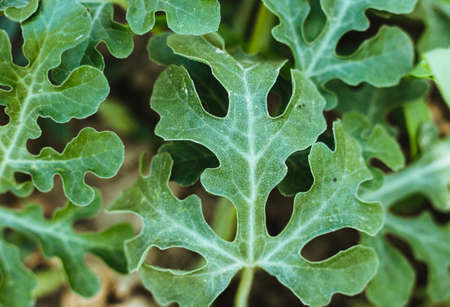 Green watermelon leaves close-up. Background of leaves. Patterned sheets of watermelon.