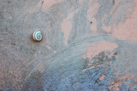 A snail in a closed shell on a wall covered with cement. A snail hangs on a gray wall.の写真素材