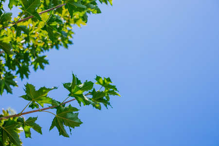 Green juicy leaves against the blue sky. Clear and bright sky.の写真素材