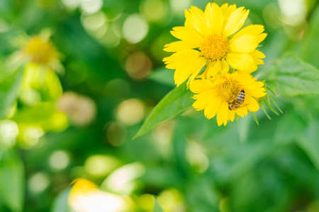 Yellow small flower on a green background. The flower grows in a flower bed.