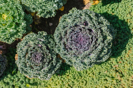 Decorative cabbage grows in a flower bed.A flower with curly purple leaves.Gardening.