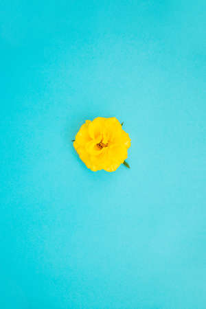 Yellow blooming rose on a blue background.A gift for the holiday.Beautiful flower.