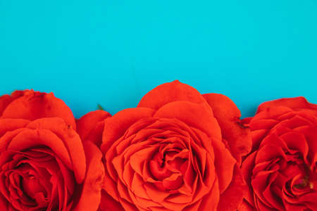 Three red roses on a blue background.Holiday gift. Beautiful flower.A gift for March 8 and Mother's day.の写真素材