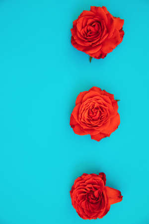 Three red roses on a blue background.Holiday gift.A gift for March 8 and Mother's day.