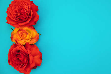 Two red and one yellow roses on a blue background.Holiday gift. Beautiful flower.A gift for March 8 and mother's day.Holiday background.の写真素材