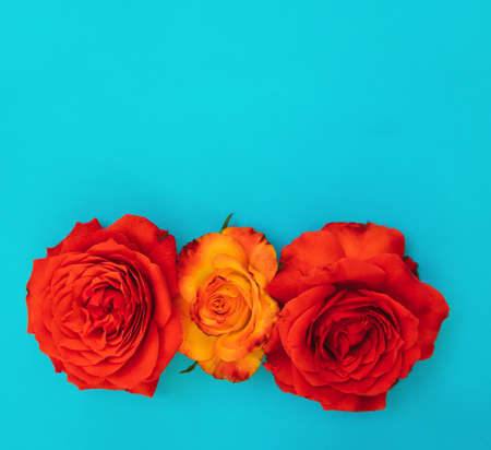 Two red and one yellow roses on a blue background.Holiday gift. Beautiful flower.A gift for March 8 and mother's day.Holiday background.の写真素材