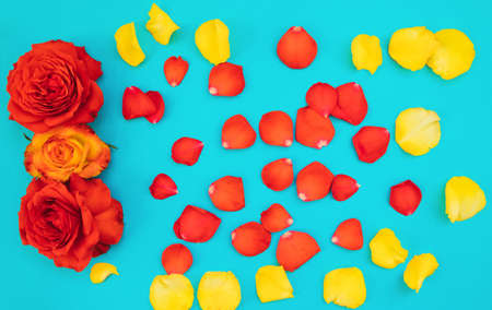 Two red and one yellow roses are scattered with petals on a blue background.Holiday gift. Beautiful flower.A gift for March 8 and mother's day.Holiday background.の写真素材