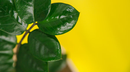 Zamiokulkas on a yellow background. Green flower on a yellow background. Floristic.の写真素材
