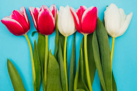 Pink and white tulips lie in a row on a blue background. The concept of the holiday on March 8.Valentine's Day. A greeting card. Juicy green leaves.の写真素材