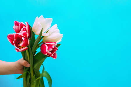Pink and white tulips in a bouquet are held by a child's hand on a blue background. The concept of...