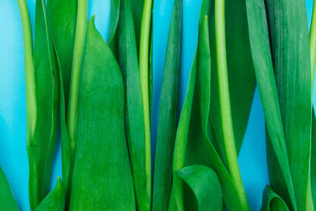 Green tulip leaves close-up. Background and texture. The work of a florist. Spring background.
