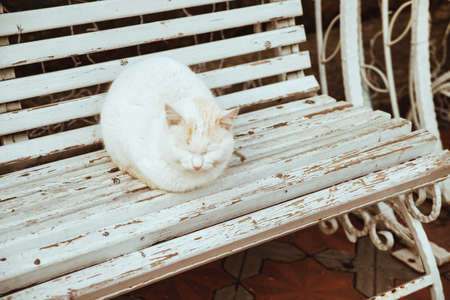 A white fluffy cat sits on a bench. A stray cat sits on the street. The cat is cold and warming up.の写真素材