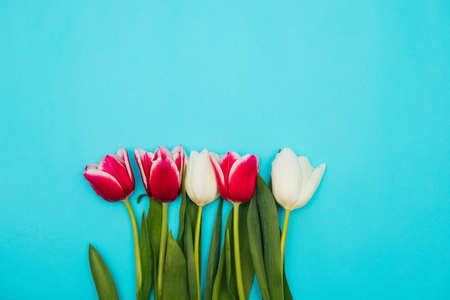 Pink and white tulips lie in a row on a blue background. The concept of the holiday on March 8.Valentine's Day. A greeting card. Juicy green leaves.の写真素材