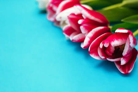 Pink and white tulips lie in a row on a blue background. The concept of the holiday on March 8.Valentine's Day. A greeting card. Juicy green leaves.の写真素材