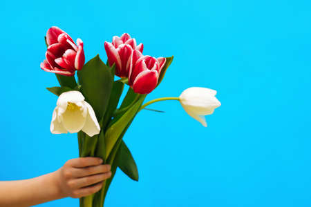 Pink and white tulips in a bouquet are held by a child's hand on a blue background. The concept of the holiday on March 8.Valentine's Day. A greeting card.の写真素材