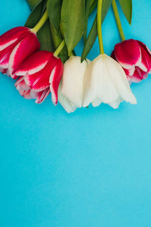 A bouquet of pink and white tulips on a blue background.A beautiful festive bouquet. Postcard for March 8 and Valentine's Day.の写真素材
