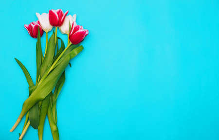 A bouquet of pink and white tulips on a blue background.A beautiful festive bouquet. Postcard for...