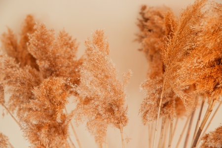 Reeds on a beige background. Fluffy pompas grass. Background of reed panicles. Natural texture. Trend 2021.の写真素材