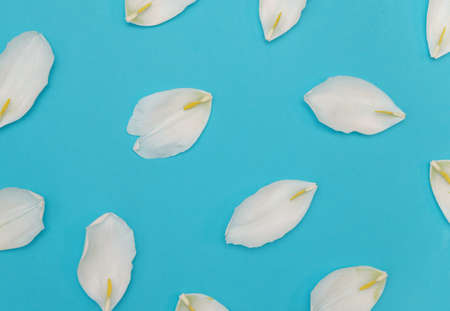 Tulip petals are scattered on a blue background. The white petals of the flower lie in a chaotic order. Floral background and texture. Background for a greeting card for March 8 and Mother's Day.の写真素材