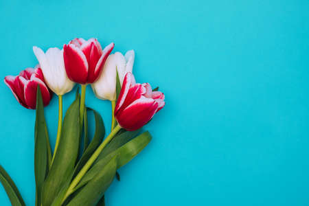 A bouquet of pink and white tulips on a blue background.A beautiful festive bouquet. Postcard for March 8 and Valentine's Day.の写真素材