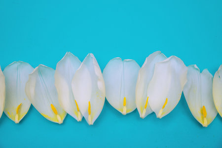 White tulip petals are arranged in a row on a blue background.Floral background and texture. Background for a greeting card for March 8 and Mother's Day.Empty space for the text.の写真素材