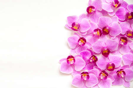 Orchid flower on a white background. The flowers are purple in color. Delicate and beautiful inflorescence. Empty space for the text.Floral background and texture.の写真素材