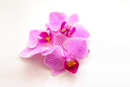 Orchid flower on a white background. The flowers are purple in color. Delicate and beautiful...
